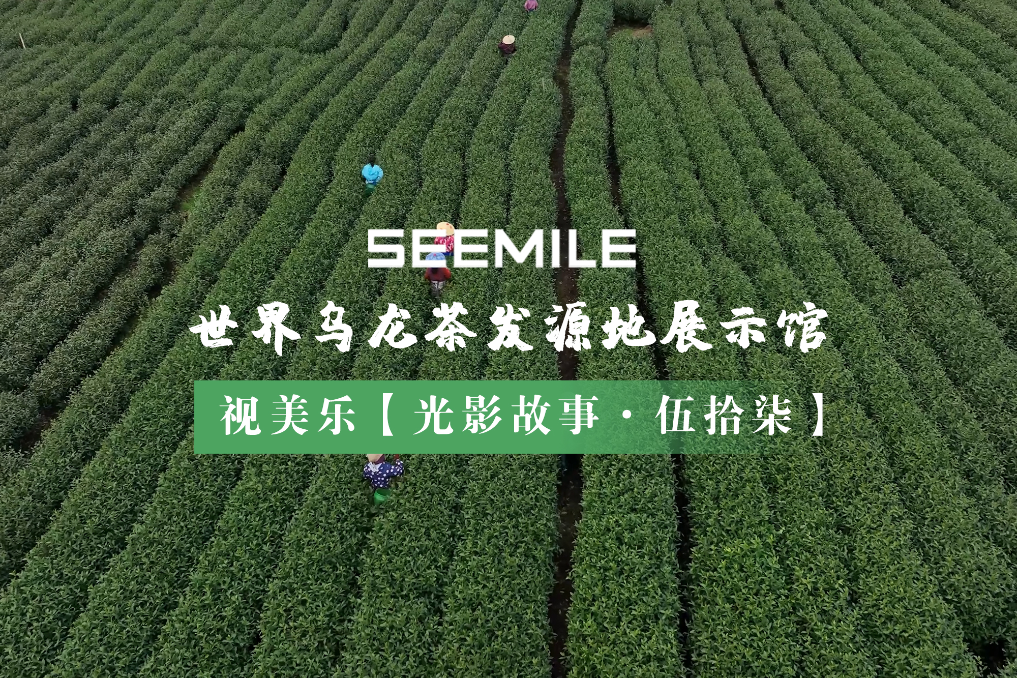 從一片青葉到世界名茶，視美樂用光影演繹烏龍茶的“前世今生”
